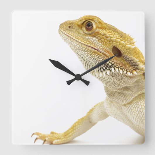 Dwergdraak (Pogona Vitticeps) Vierkante Klok (Voorkant)