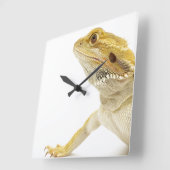 Dwergdraak (Pogona Vitticeps) Vierkante Klok (Hoek)