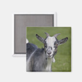 Dwerggeit Magneet (Voorkant / Achterkant)