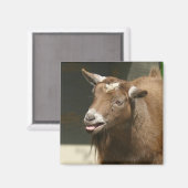 dwerggeit magneet (Voorkant / Achterkant)