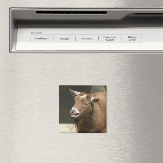 dwerggeit magneet (Insitu (Vaatwasser))