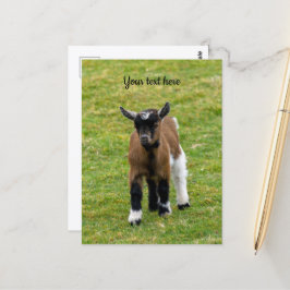 Dwerggeitje ansichtkaart briefkaart