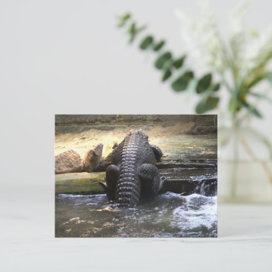 Dwergkrokodil Briefkaart (Staand voorkant)