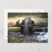 Dwergkrokodil Briefkaart (Voorkant / Achterkant)