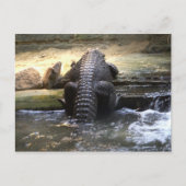 Dwergkrokodil Briefkaart (Voorkant)