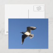 Dwergmeeuw Briefkaart (Voorkant / Achterkant)