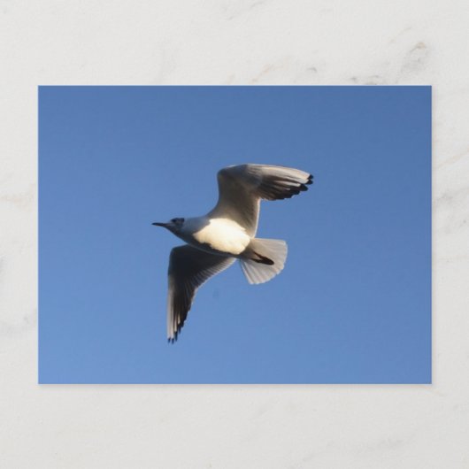 Dwergmeeuw Briefkaart (Voorkant)