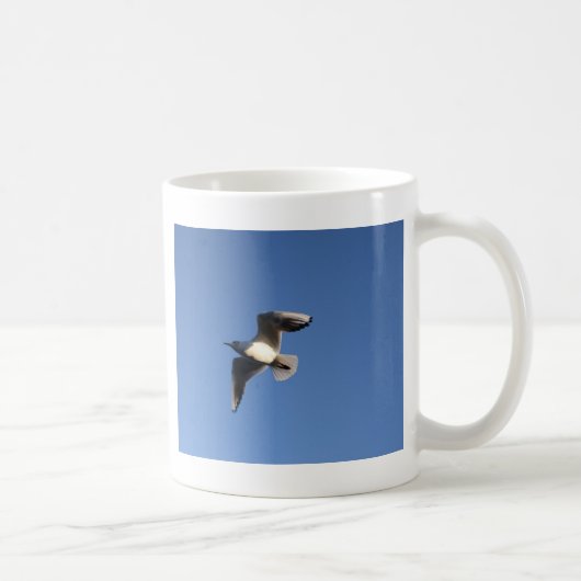 Dwergmeeuw Koffiemok (Rechts)