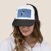 Dwergmeeuw Trucker Pet (In situ)