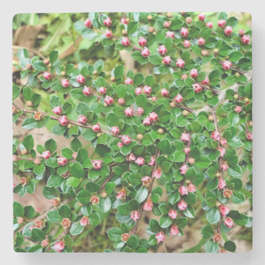 Dwergmispel Cotoneaster horizontalis Stenen Onderzetter (Voorkant)