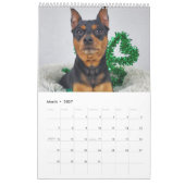 Dwergpinscher Eén Kalender (Mar 2027)