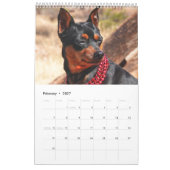 Dwergpinscher Eén Kalender (Feb 2027)