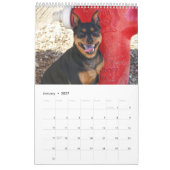 Dwergpinscher Eén Kalender (Jan 2027)