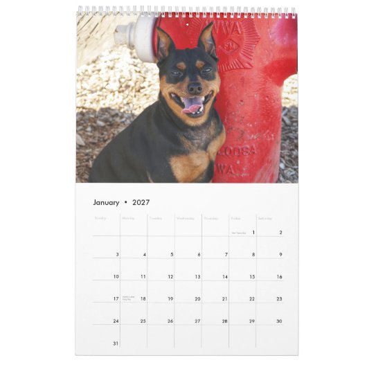 Dwergpinscher Eén Kalender (Jan 2027)