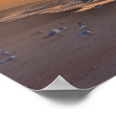Dwergsternen op het Strand, Money Bayou Beach, Flo Poster (Hoek)
