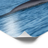 Dwergvinvis en meeuw in Noord-Noorwegen natuur Foto Afdruk (Hoek)