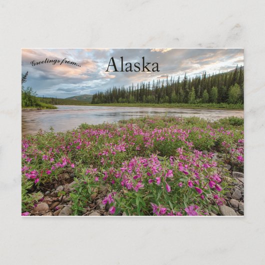 Dwergvuurkruid langs de Beaver Creek River Alaska Briefkaart (Voorkant)
