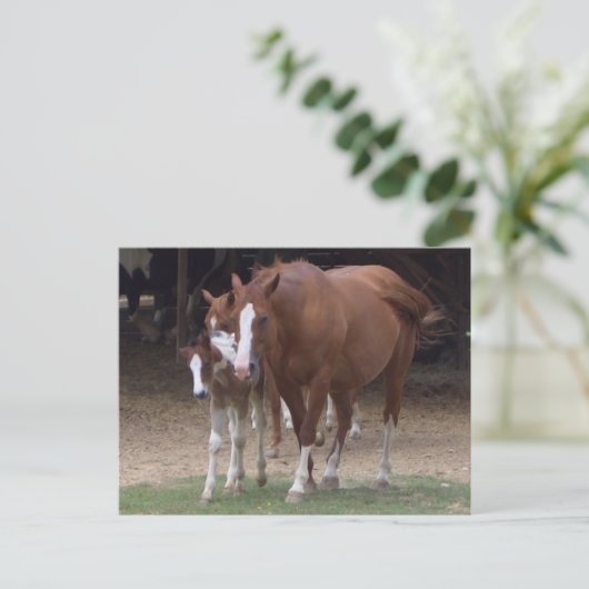 DX - Briefkaart voor prachtige paarden (Staand voorkant)