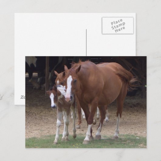 DX - Briefkaart voor prachtige paarden (Voorkant / Achterkant)