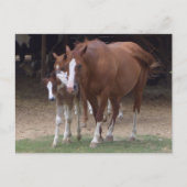 DX - Briefkaart voor prachtige paarden (Voorkant)