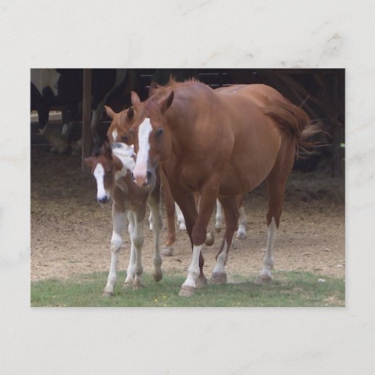 DX - Briefkaart voor prachtige paarden (Voorkant)