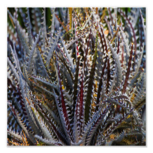 Dyckia delight foto afdruk