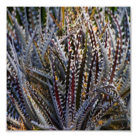 Dyckia delight foto afdruk (Voorkant)
