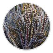 Dyckia delight keramische knop (Voorkant)