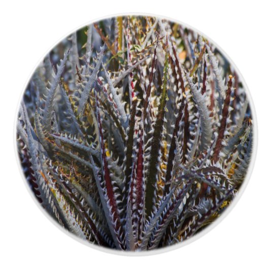 Dyckia delight keramische knop (Voorkant)