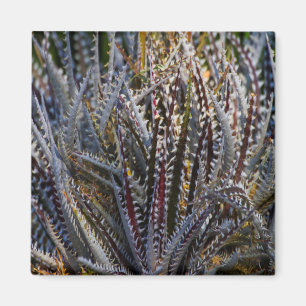 Dyckia delight magneet