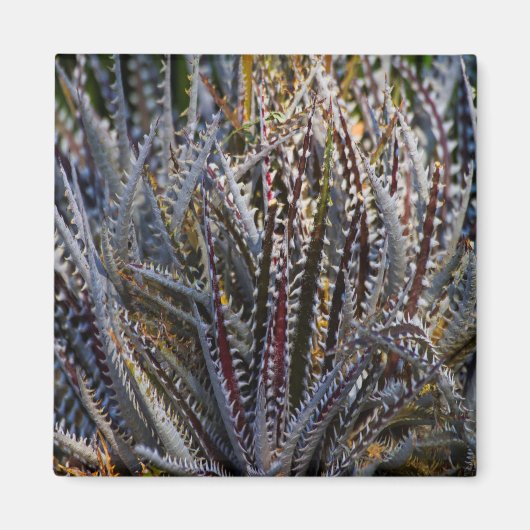 Dyckia delight magneet (Voorkant)