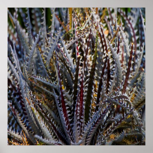 Dyckia delight poster (Voorkant)