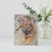 Dylan Cute Long Hair Chihuahua Puppy Briefkaart (Staand voorkant)