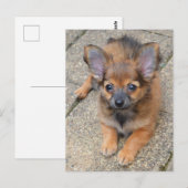 Dylan Cute Long Hair Chihuahua Puppy Briefkaart (Voorkant / Achterkant)