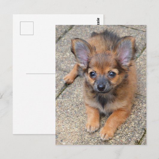 Dylan Cute Long Hair Chihuahua Puppy Briefkaart (Voorkant / Achterkant)