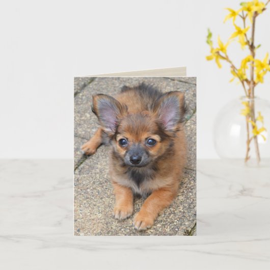 Dylan Schattige Lang Haar Chihuahua Puppy Verjaard Kaart (Gele Bloem)