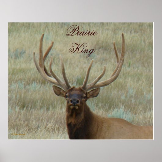 E10 Bull Elk in Fluwelen Kopschot Poster (Voorkant)