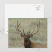 E10 Bull Elk in Velvet Head Shot Briefkaart (Voorkant / Achterkant)