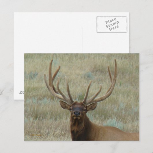 E10 Bull Elk in Velvet Head Shot Briefkaart (Voorkant / Achterkant)