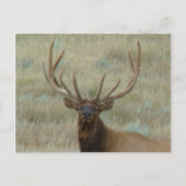 E10 Bull Elk in Velvet Head Shot Briefkaart (Voorkant)