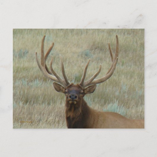 E10 Bull Elk in Velvet Head Shot Briefkaart (Voorkant)