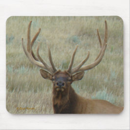 E10 Bull Elk in Velvet Head Shot Muismat
