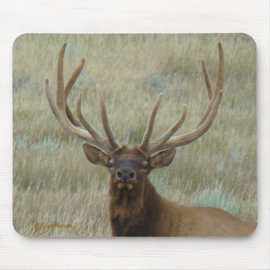 E10 Bull Elk in Velvet Head Shot Muismat (Voorkant)