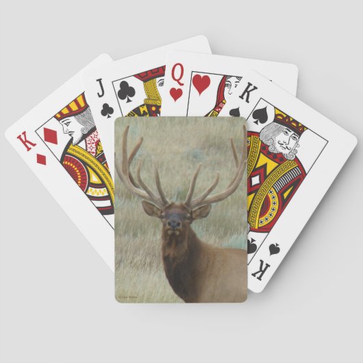 E10 Bull Elk in Velvet Head Shot Pokerkaarten (Achterkant)