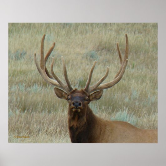 E10 Bull Elk in Velvet Head Shot Poster (Voorkant)