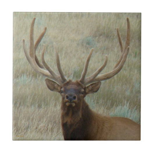 E10 Bull Elk in Velvet Head Shot Tegeltje (Voorkant)