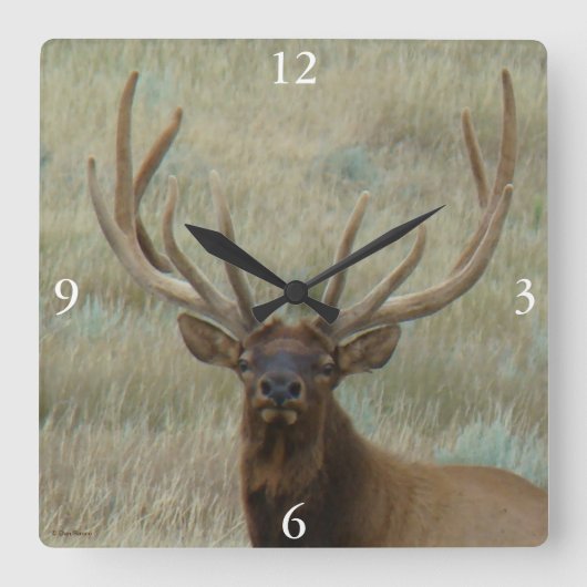 E10 Bull Elk in Velvet Head Shot Vierkante Klok (Voorkant)