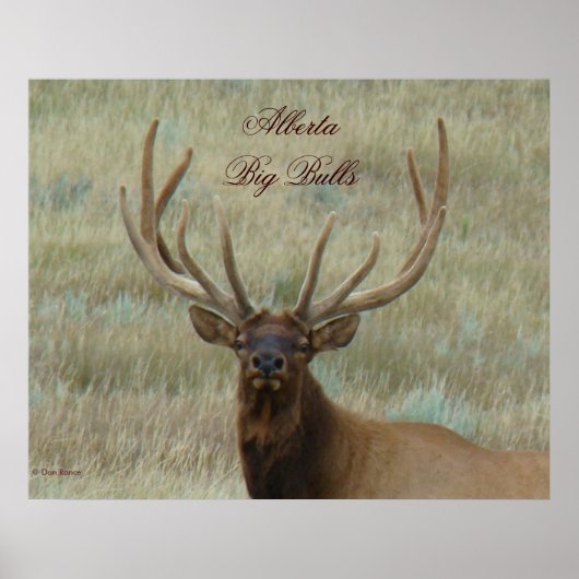 E10 Bull Elk in Velvet Poster (Voorkant)