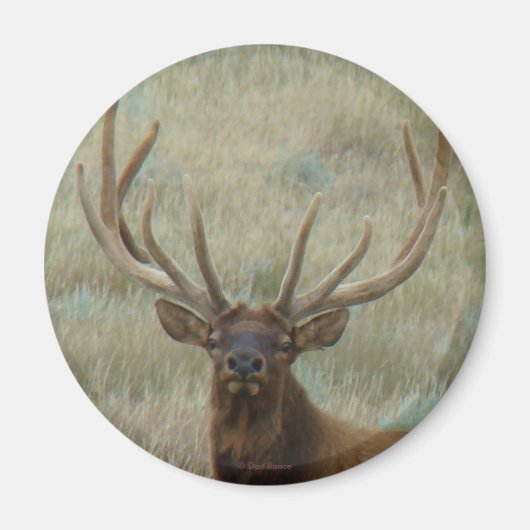 E10 Bullen eland in fluweel kopschot Magneet (Voorkant)