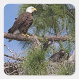 E10- en E11-Stickers Vierkante Sticker